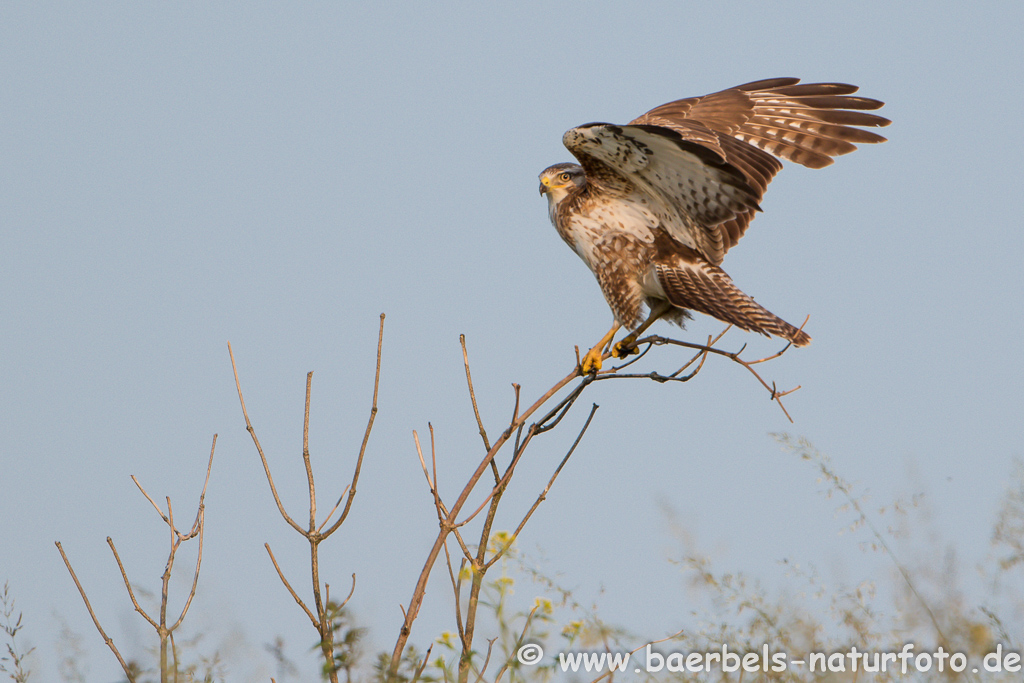 Mäusebussard