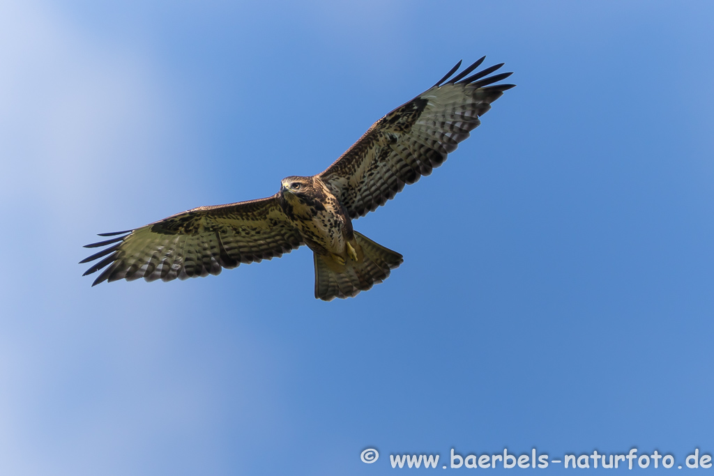 Mäusebussard