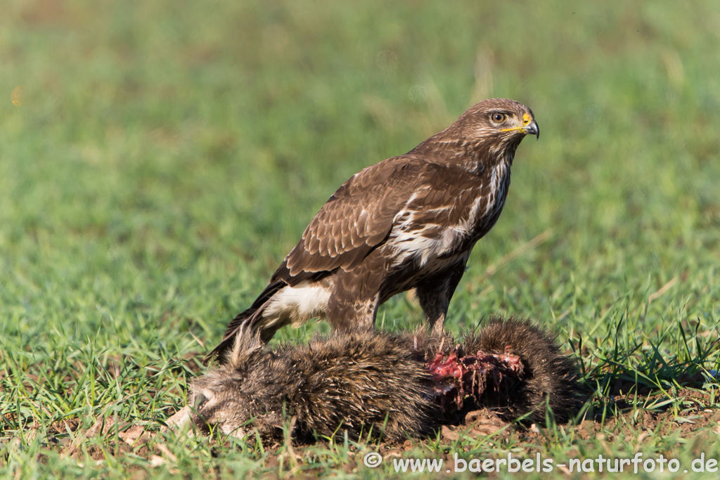 Mäusebussard