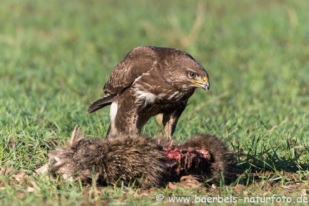 Mäusebussard