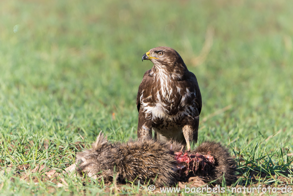 Mäusebussard