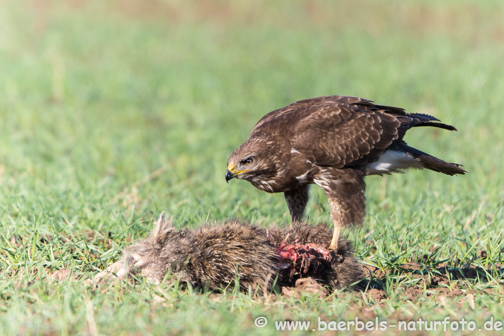 Mäusebussard