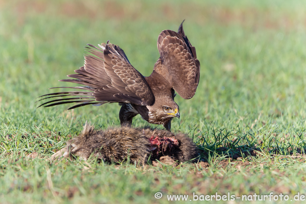 Mäusebussard