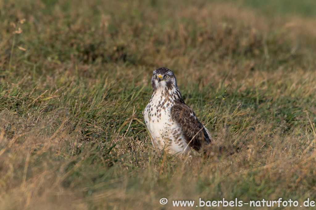 Mäusebussard