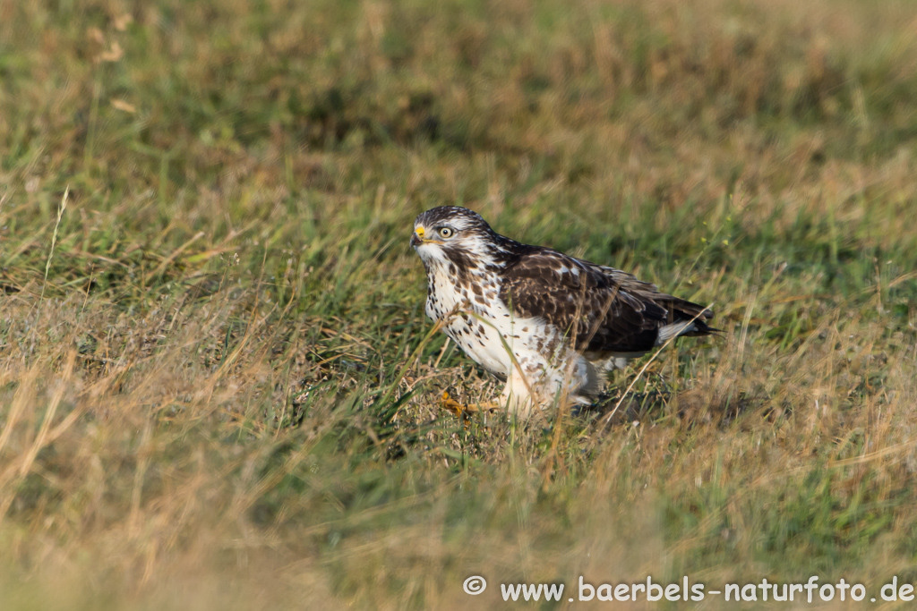 Mäusebussard