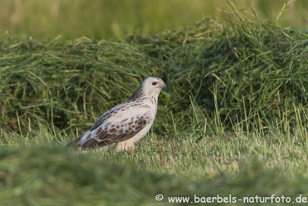 Mäusebussard