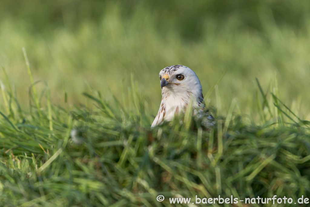 Mäusebussard