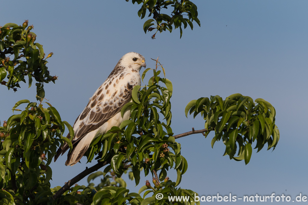 Mäusebussard