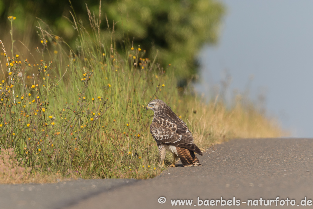 Mäusebussard