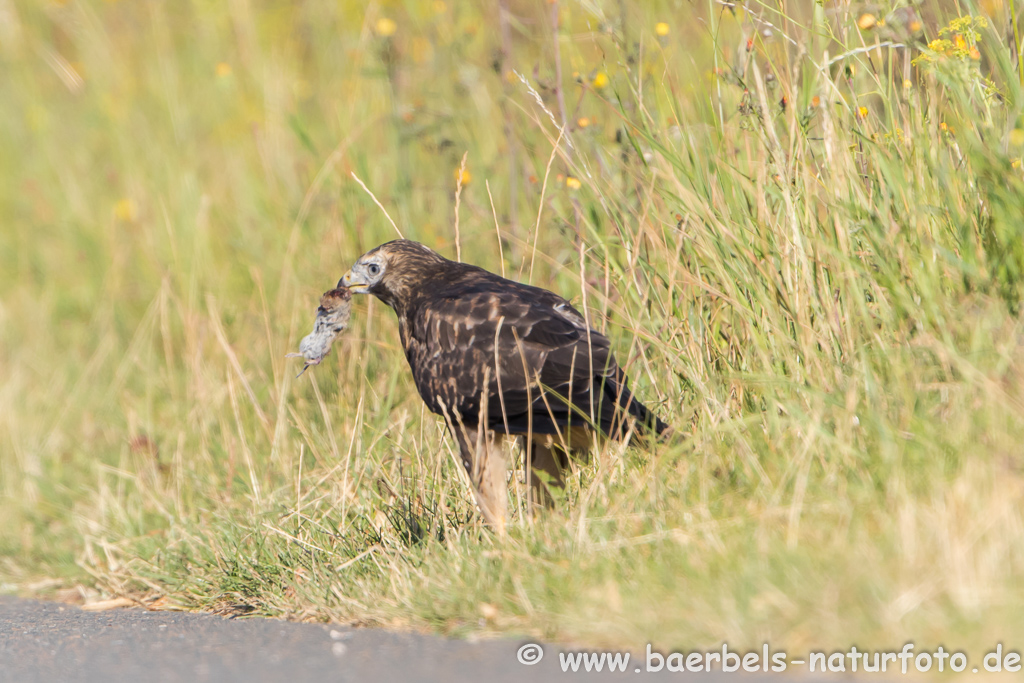 Mäusebussard