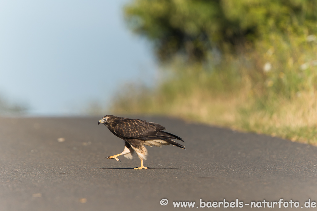 Mäusebussard