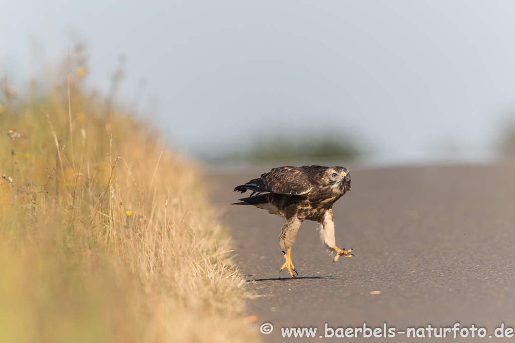 Mäusebussard