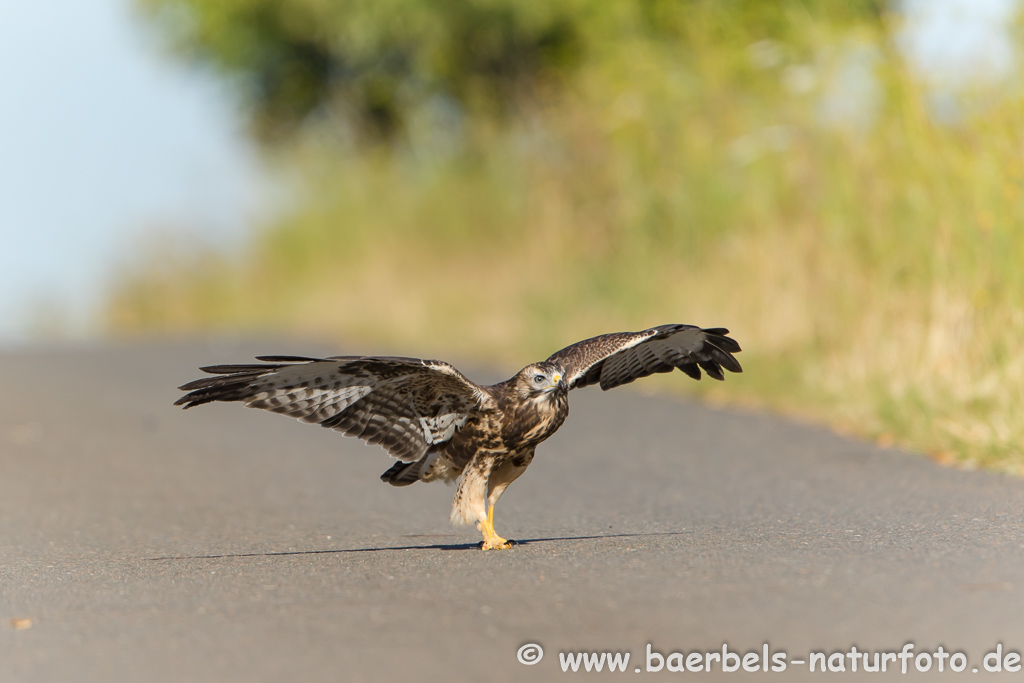 Mäusebussard