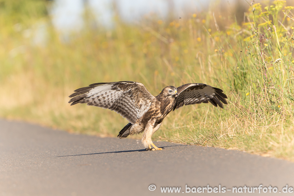 Mäusebussard