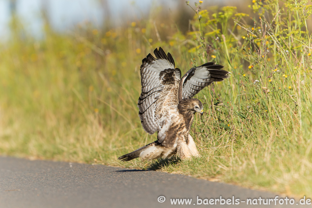 Mäusebussard