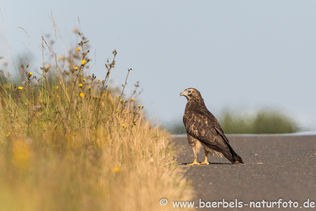 Mäusebussard