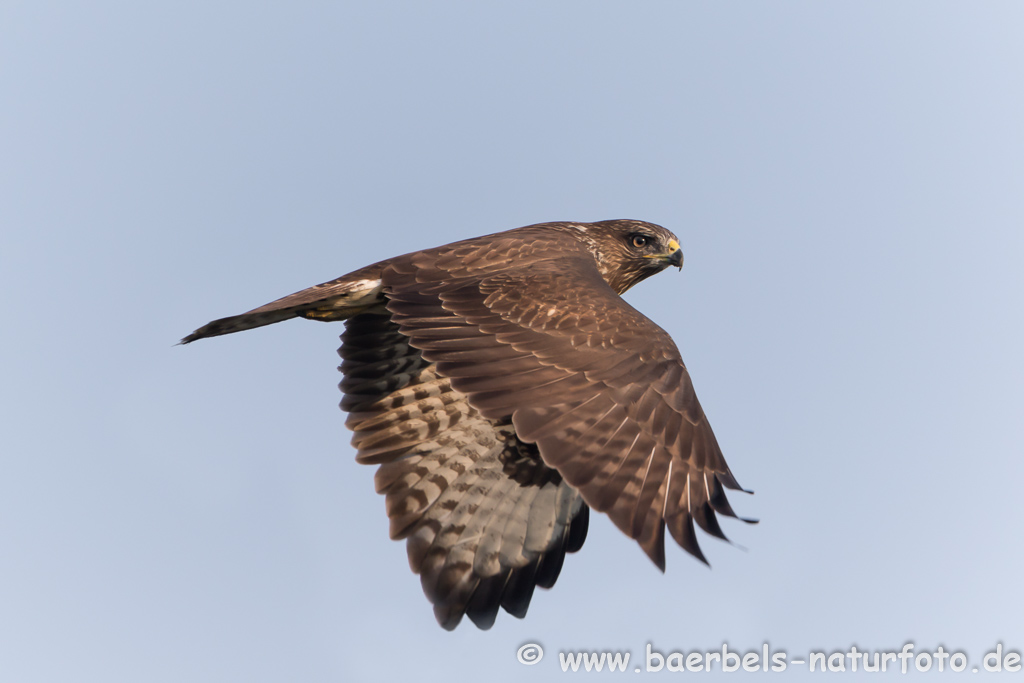 Mäusebussard