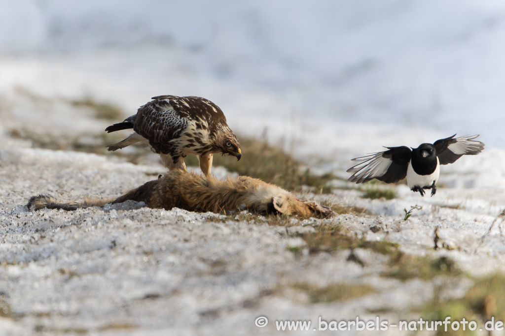 Mäusebussard