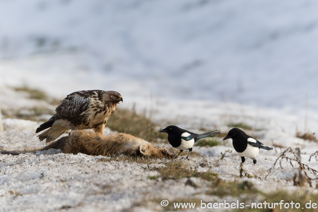 Mäusebussard