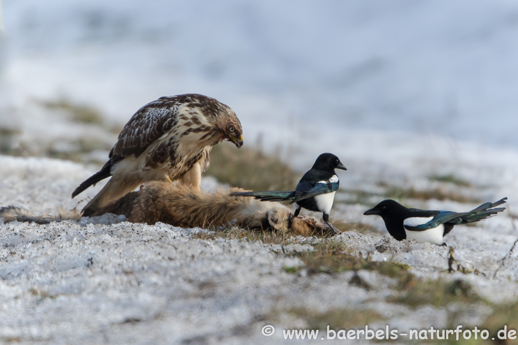 Mäusebussard