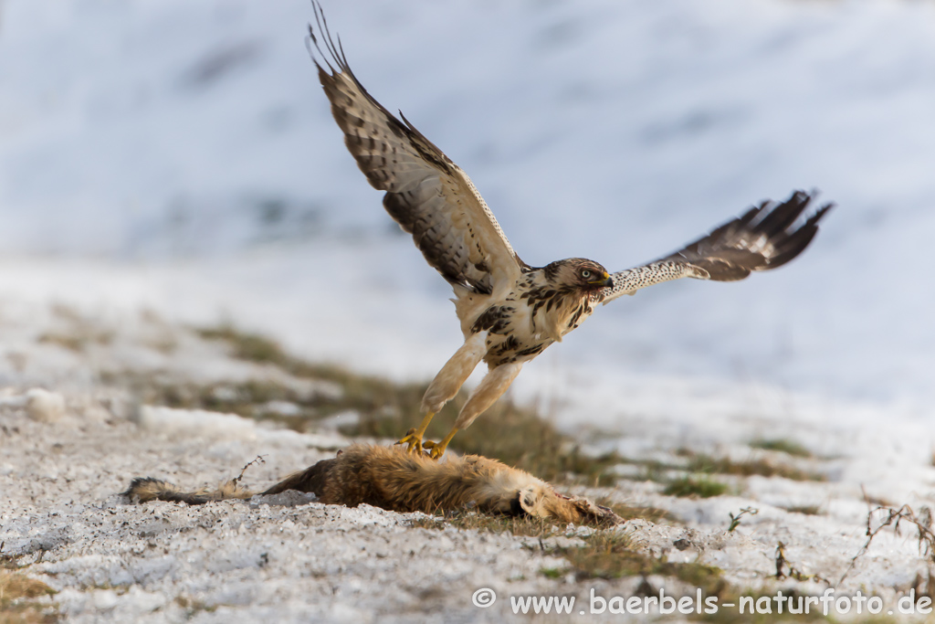 Mäusebussard