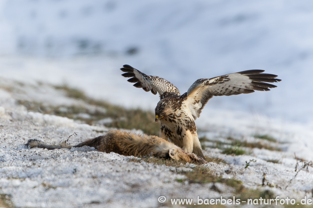 Mäusebussard