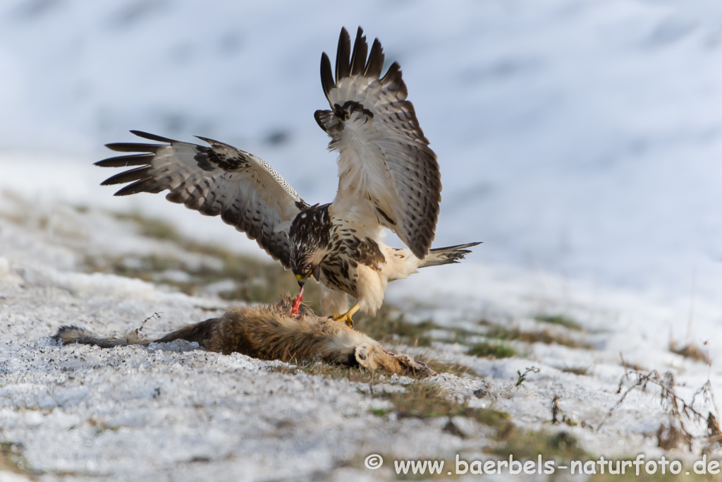 Mäusebussard