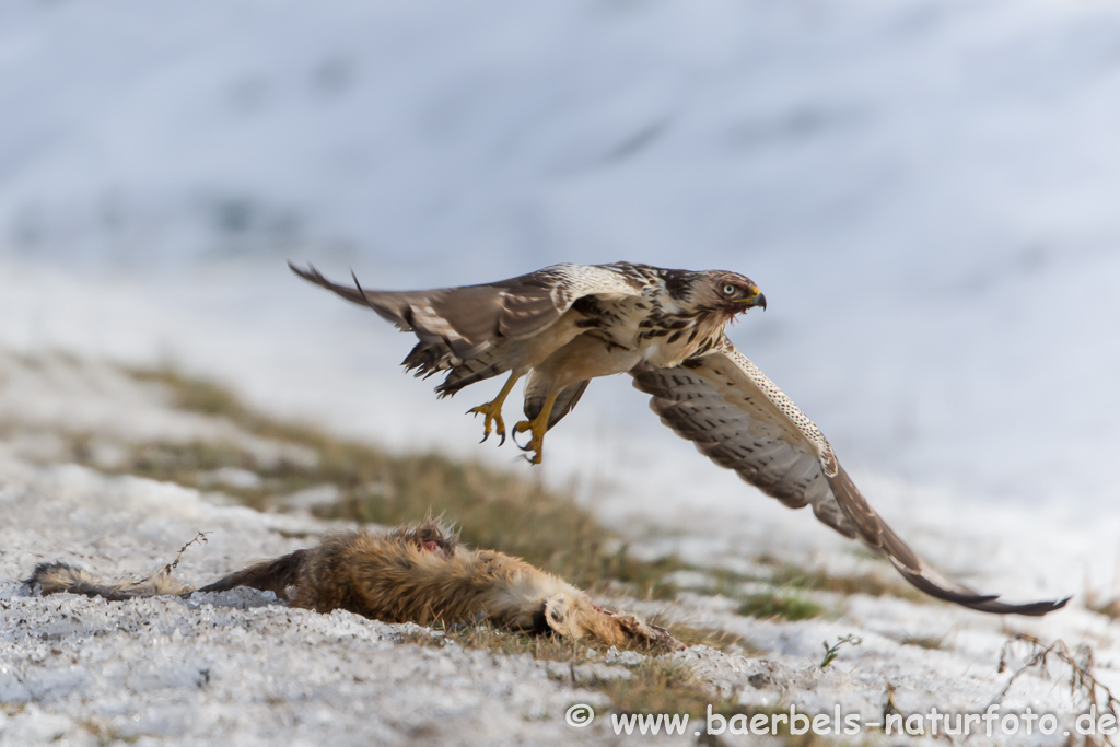 Mäusebussard