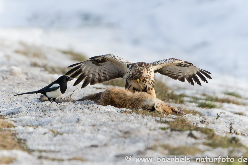 Mäusebussard