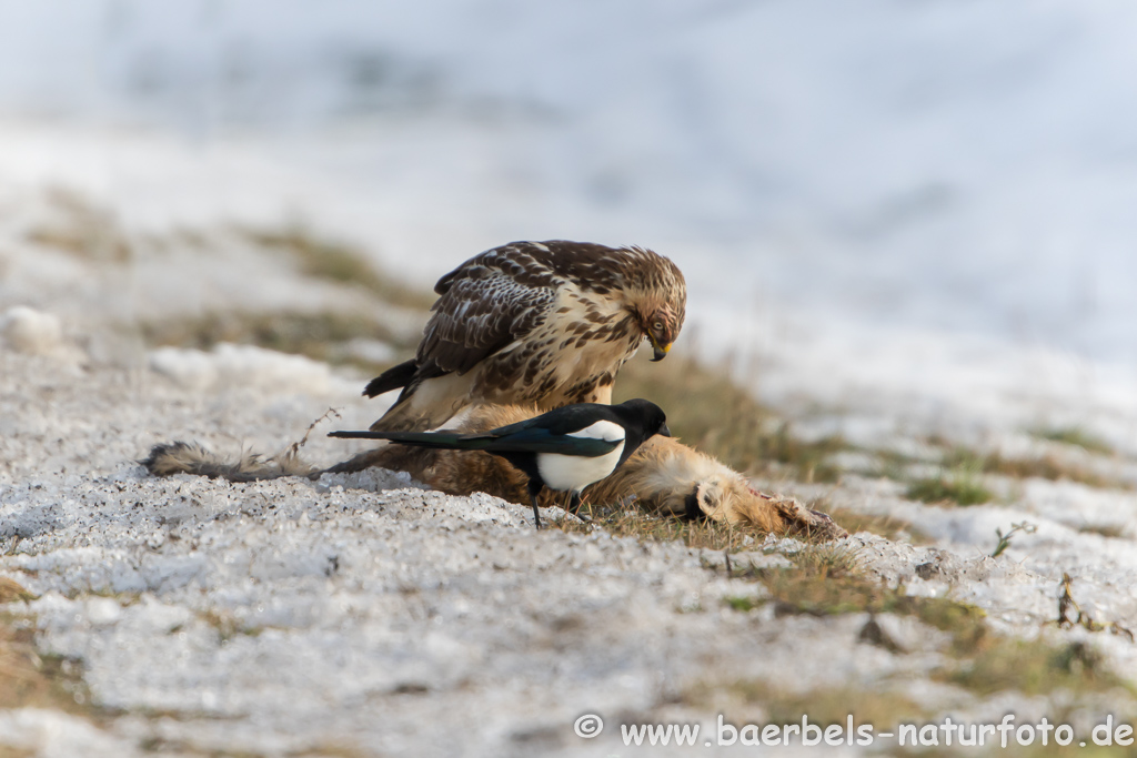 Mäusebussard