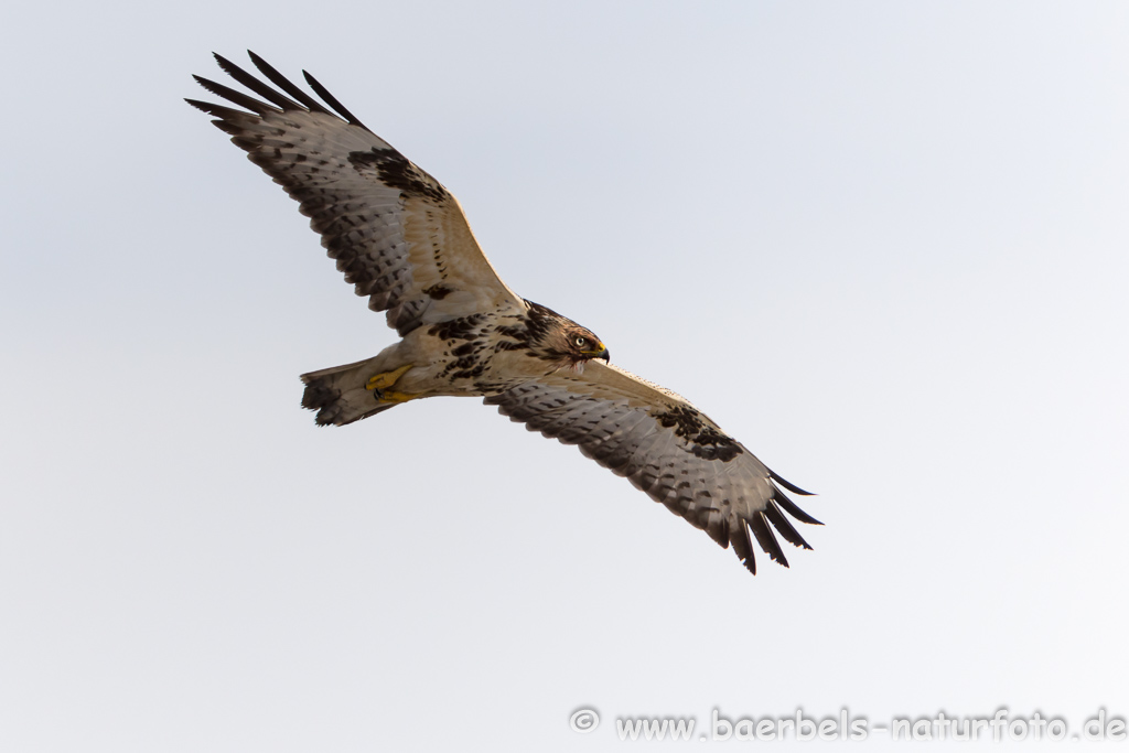 Mäusebussard