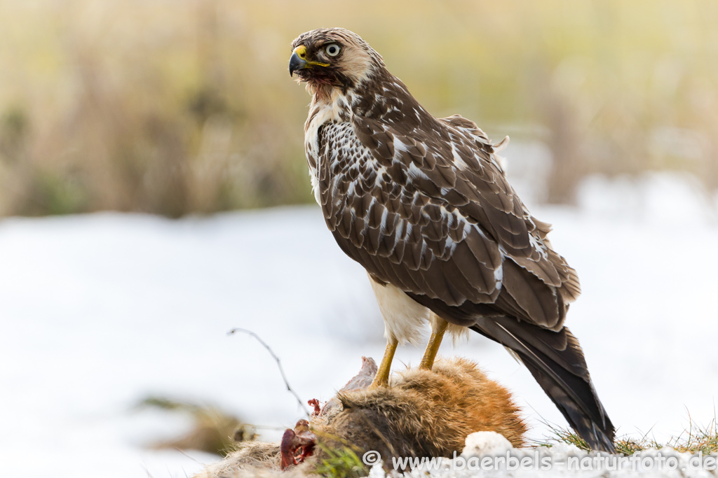 Mäusebussard