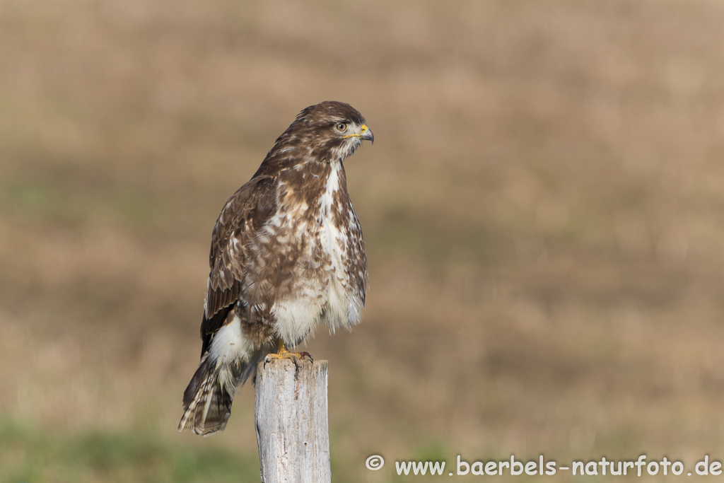 Mäusebussard