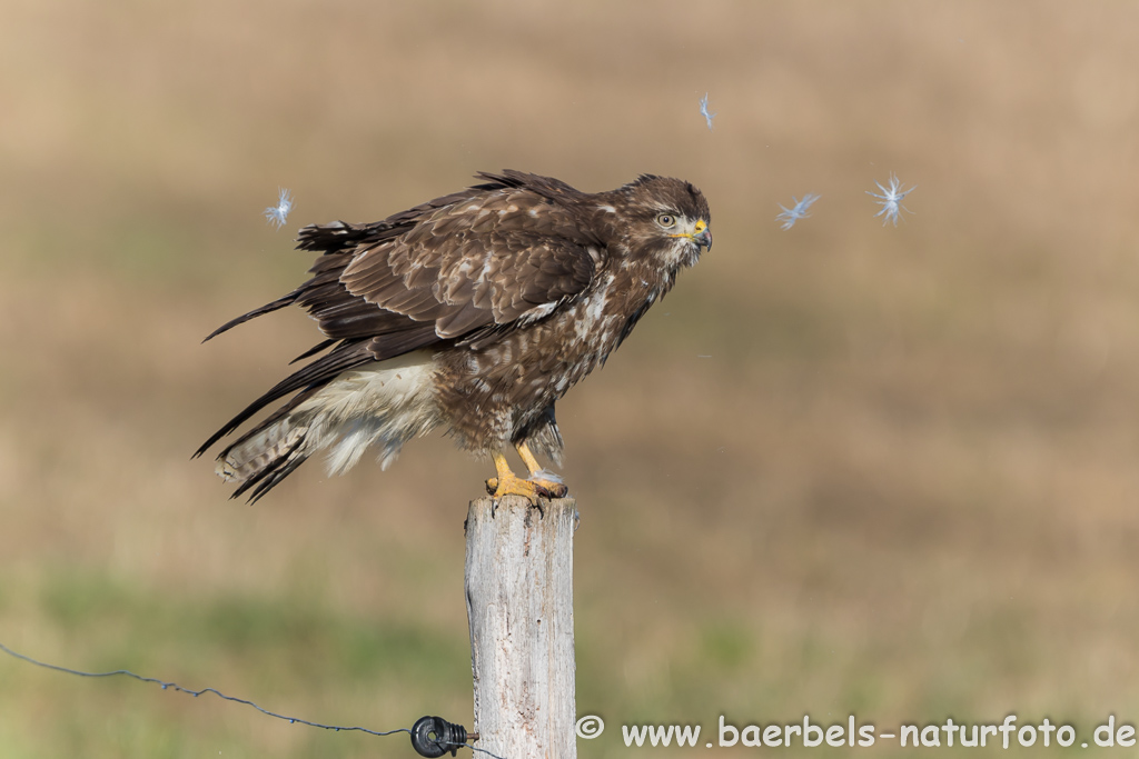 Mäusebussard