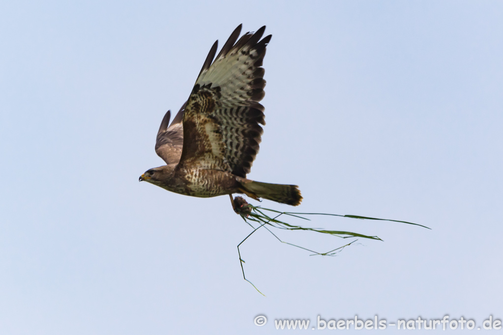 Mäusebussard