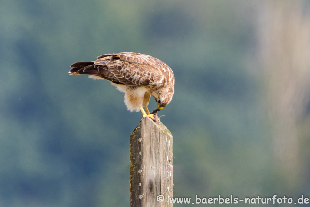 Mäusebussard