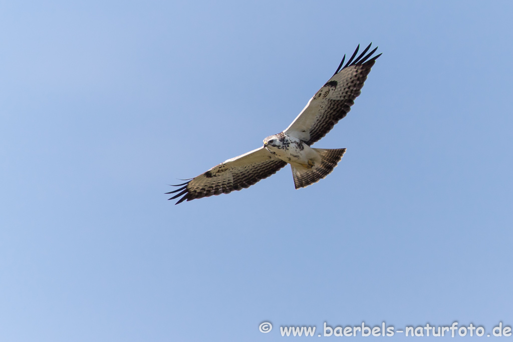 Mäusebussard