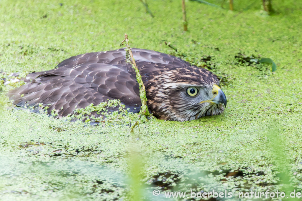 Mäusebussard