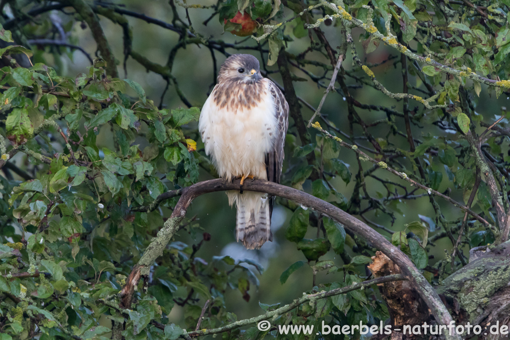 Mäusebussard