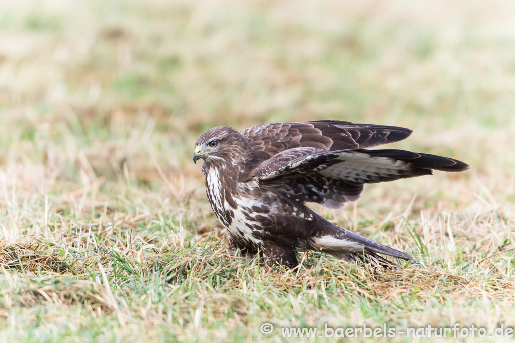 Mäusebussard