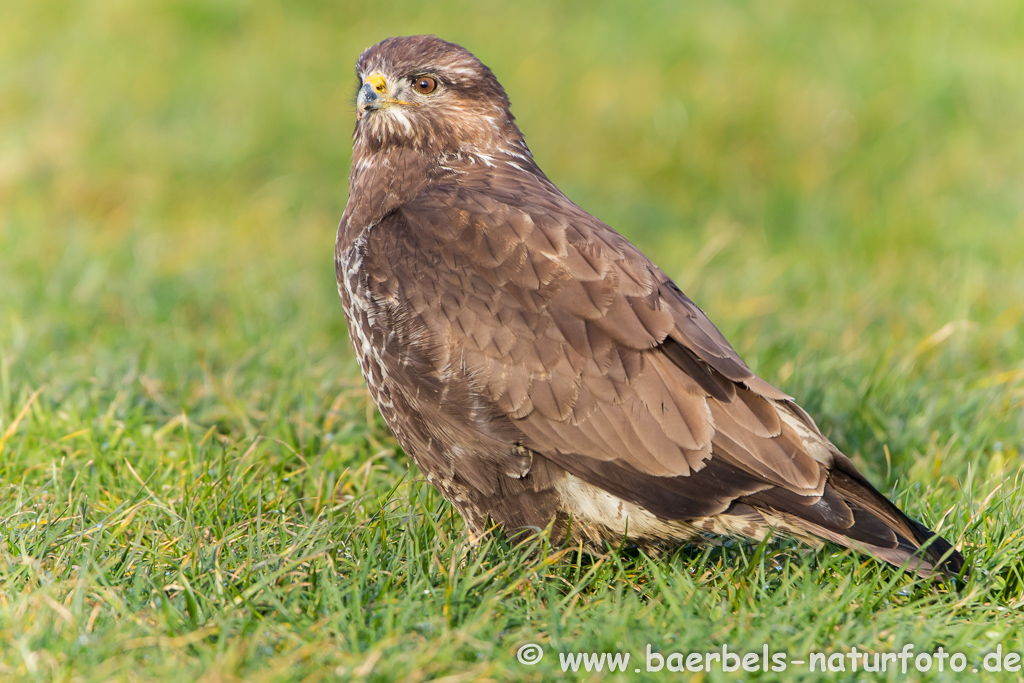 Mäusebussard