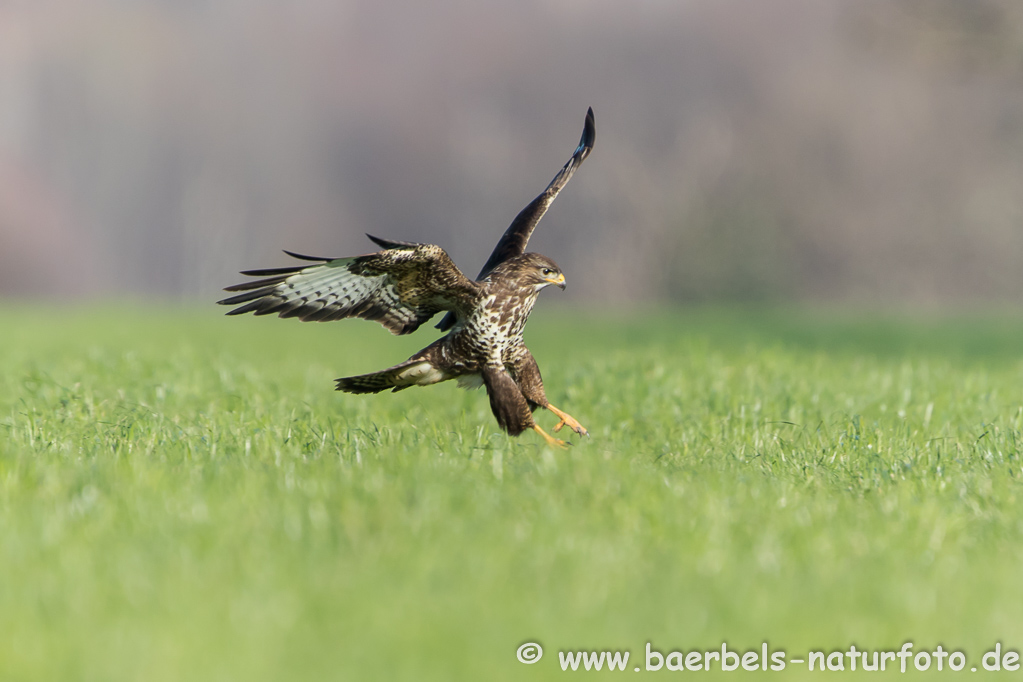 Mäusebussard