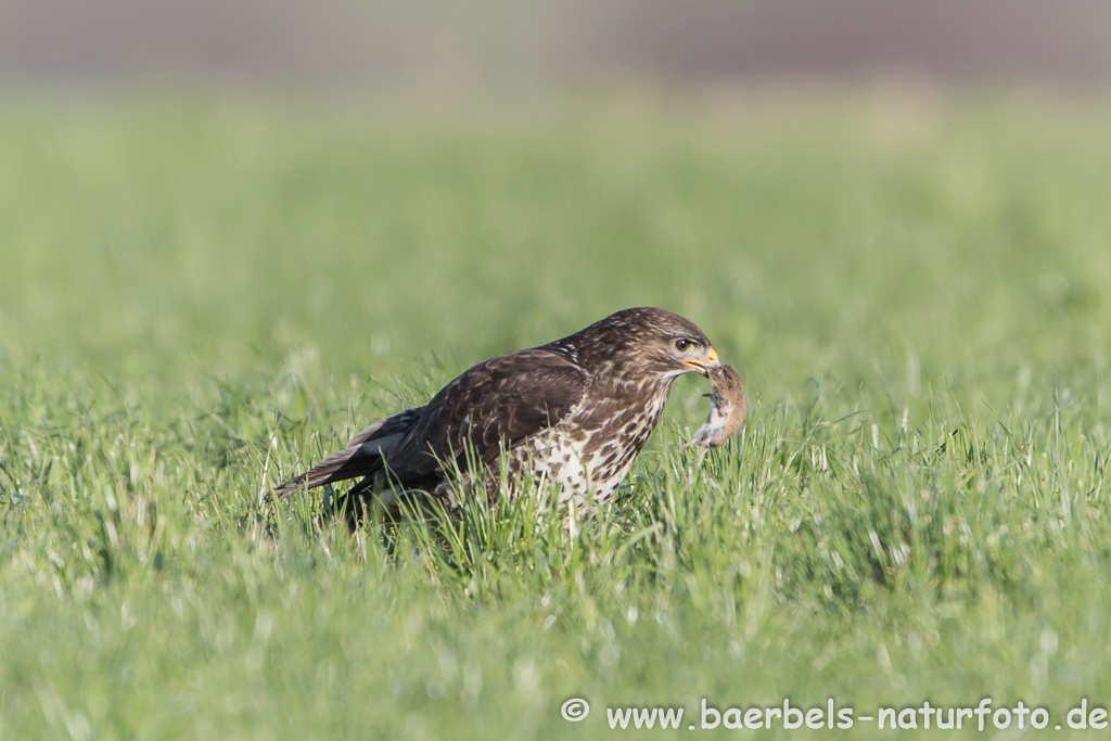 Mäusebussard