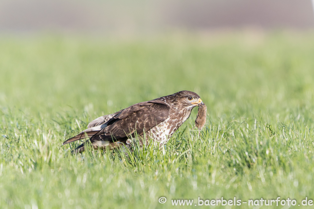 Mäusebussard