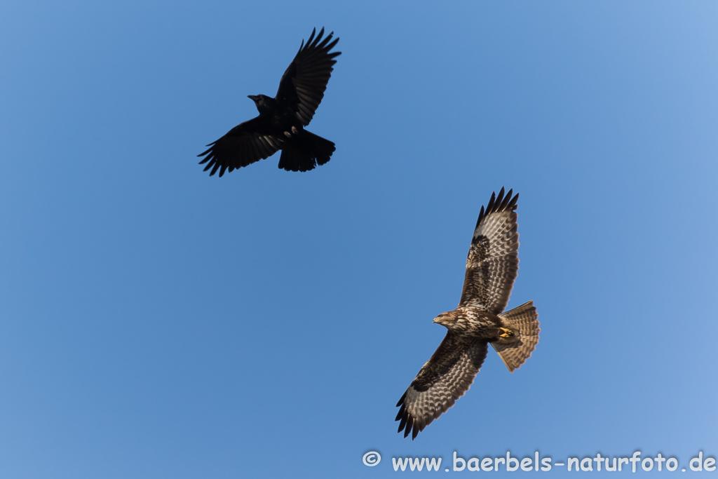 Mäusebussard