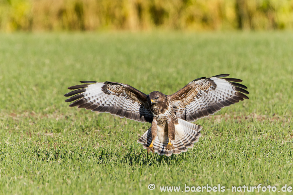 Mäusebussard