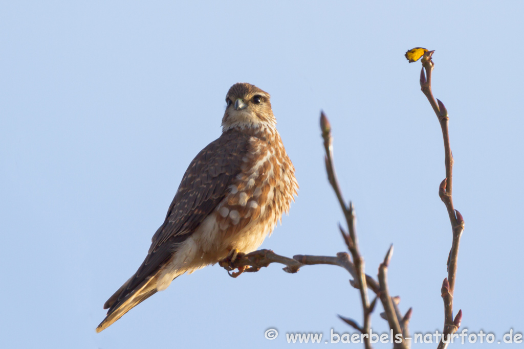 Merlin