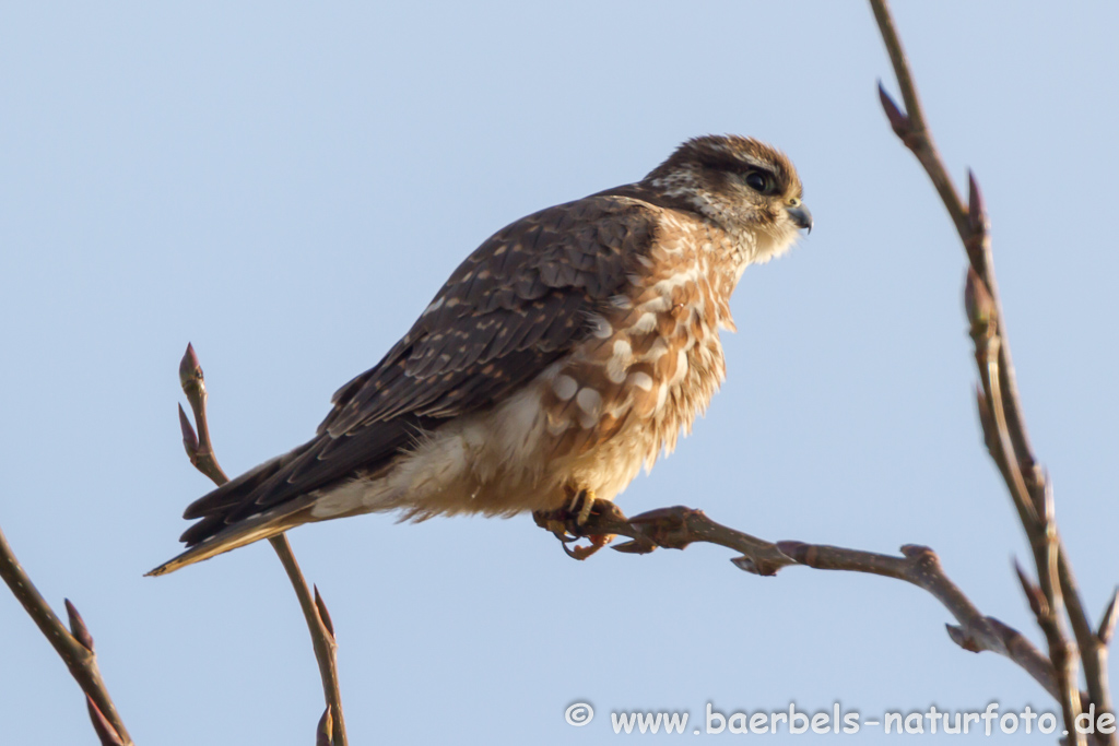 Merlin