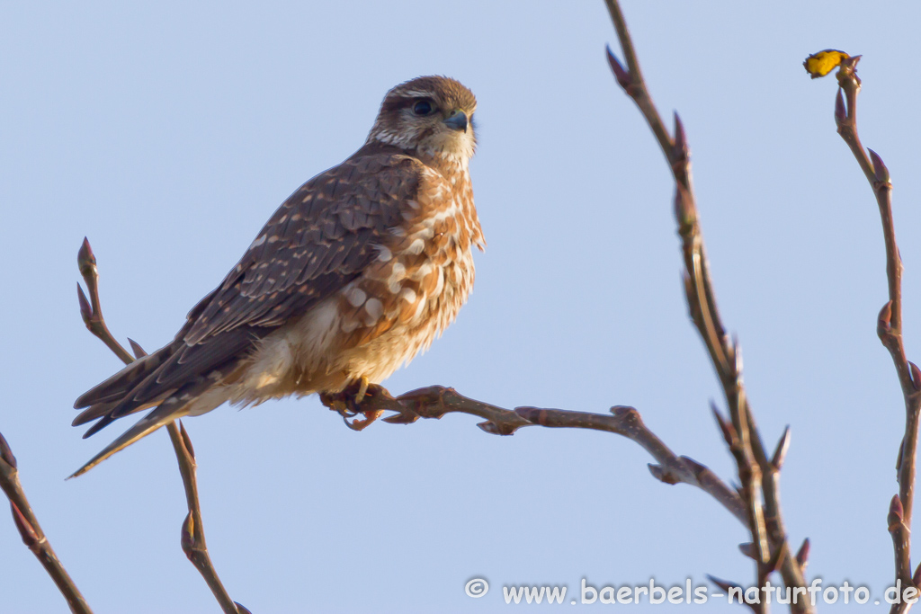 Merlin