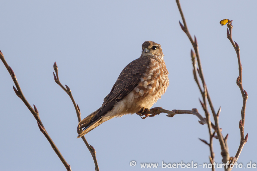 Merlin